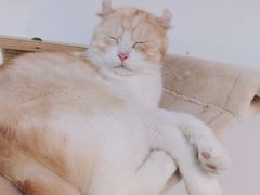 -Heymao猫咖.咖啡厅(东门店)