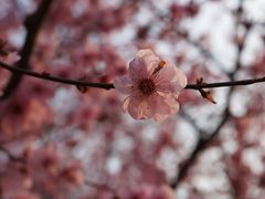 -香雪海