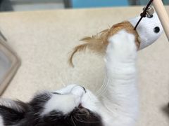 -莘程宠物医院(金山店)