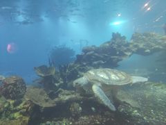-海棠湾洲际-涛·海底餐厅·美人鱼·自助餐·海底隧道