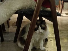 -咖法森林·咖啡  酒吧(天河店)