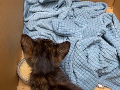 -安安宠医宠物医院·异宠·犬猫内科(岳阳分院)