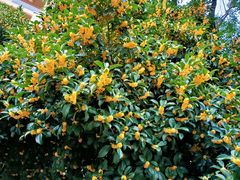 -千岛湖希尔顿休闲艇俱乐部