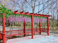 -天适樱花悠乐园