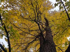 -四川大学(华西校区)