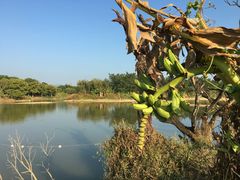 -鹤之洲湿地公园