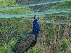-丽泽山庄·生态怀柔菜·虹鳟鱼(红螺寺店)