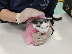 -北京观赏动物医院·24小时大型综合·猫专科·异宠专科