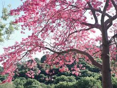 -风云岭森林公园