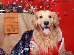 -超宠爱宠物摄影-Super pet