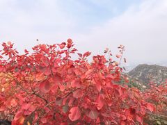 -博山九龙峪风景区