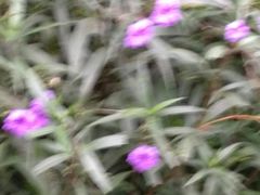 -光明港公园