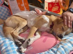 -MARSMART PETS火星宠物超市(1733店)
