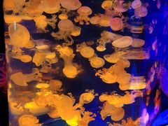 -海合安成都极地海洋公园