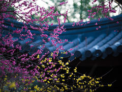 -梅花山(明孝陵内)