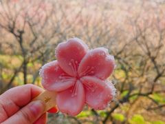 -香雪海