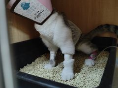 -谐和贝康宠物医院24小时·宠保定点(急重症转诊中心)