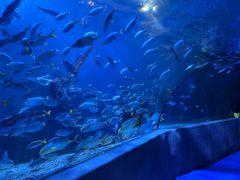 -太平洋海底世界