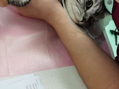 -北京观赏动物医院·24小时大型综合·猫专科·异宠专科