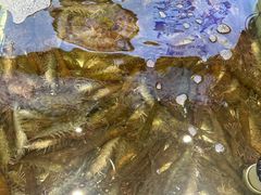 -大锅强·蒸海鲜青岛菜(金沙滩店)