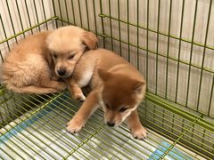 -Let's go狗咖·猫咖·奶狗·桌游(春熙路IFS店)