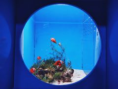 -锦艺城海洋馆