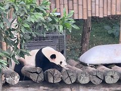 -广州长隆野生动物世界