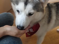 -Husky Go! 哈士奇体验馆·宠物咖啡厅狗咖