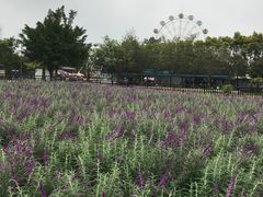 -广东花都香草世界旅游度假区