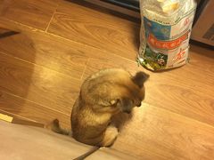 -小团圆糖水铺(襄阳南路店)