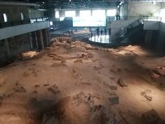 -自贡恐龙博物馆