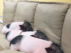 -RU DUCK柯尔鸭公社·撸鸭俱乐部·羊驼·小香猪