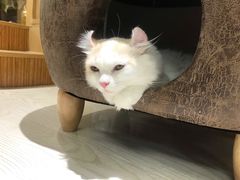 -猫和宫(六道口店)
