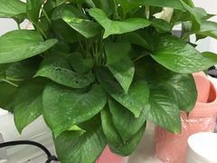 -秦美花卉(天朗·莱茵小城2期店)