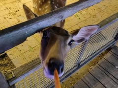 -北京鹿世界主题园