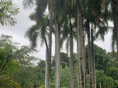 -中国科学院西双版纳热带植物园