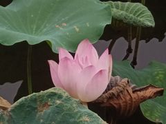 -荔湾湖公园