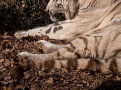 -红山森林动物园