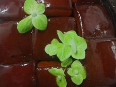 -华膳楼·安徽地标美食·中华餐饮名店(文化公园店)