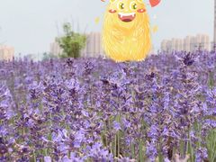-菊园百果园
