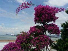 -演武大桥观景平台