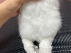 -唐小姐の私宠·宠物洗护美容·撸猫馆·购宠(周浦万达旗舰店)