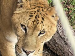 -西霞口神雕山野生动物世界