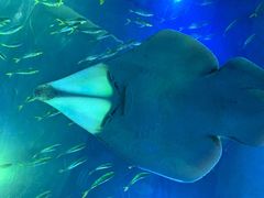 -成都浩海立方海洋公园