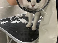 -叮叮猫咪生活馆