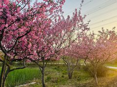 -昆山城市生态森林公园