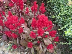 -广西壮族自治区药用植物园