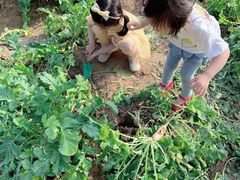 -前小桔亲子创意农场·草莓采摘·露营烧烤