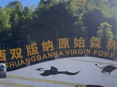 -西双版纳原始森林公园