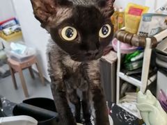 -琪喵猫屋·撸猫猫咖·猫舍